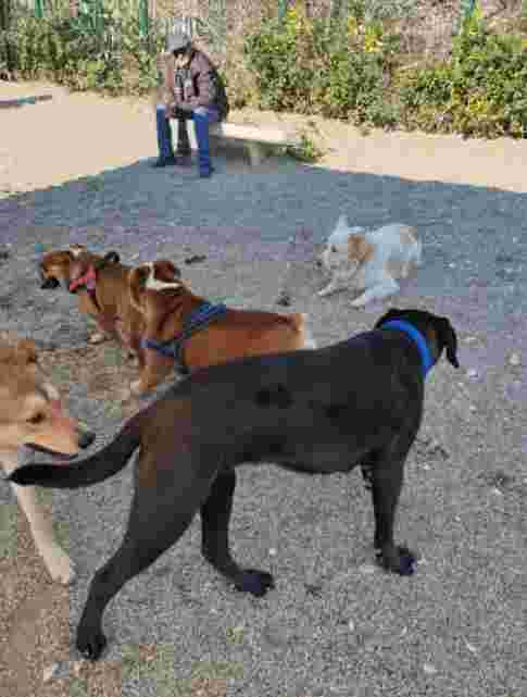 Image of Mister Dog Park park in Bari, Puglia, Italy Image of Mister Dog Park park in bari, puglia, italy