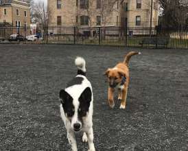 Image of LeDroit Dog Park park in Washington, Illinois, United States Image of LeDroit Dog Park park in washington, illinois, united-states