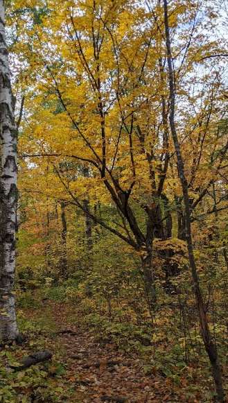 Image of Web Woods park in Duluth, Georgia, United States Image of Web Woods park in duluth, georgia, united-states