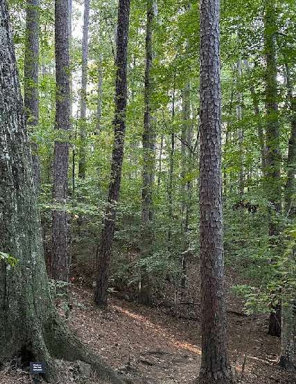 Image of Wilson Park park in Carrboro, North Carolina, United States Image of Wilson Park park in carrboro, north-carolina, united-states