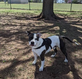 Image of Bark Park park in Duncan, Oklahoma, United States Image of Bark Park park in duncan, oklahoma, united-states