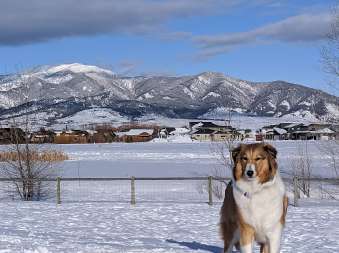 Image of Dog Park At Gallatin County Regional Park (13 Acre w Pond) park in Bozeman, Montana, United States Image of Dog Park At Gallatin County Regional Park (13 Acre w Pond) park in bozeman, montana, united-states