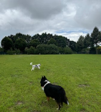 Image of Herforder Hundewiese park in Herford, Nordrhein-Westfalen, Germany Image of Herforder Hundewiese park in herford, nordrhein-westfalen, germany