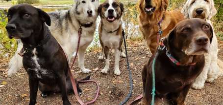 Image of Together Treasure Valley Dog Island park in Boise, Idaho, United States Image of Together Treasure Valley Dog Island park in boise, idaho, united-states