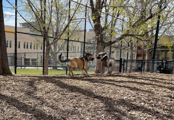 Image of Sonny Lawson Park - Dog Park park in Denver, Colorado, United States Image of Sonny Lawson Park - Dog Park park in denver, colorado, united-states