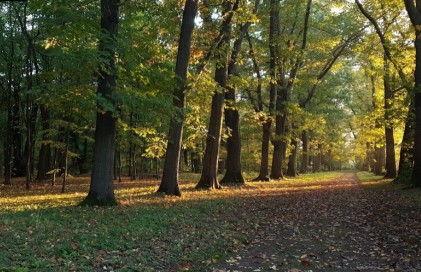 Image of Park Charzewicki park in Stalowa Wola, Podkarpackie, Poland Image of Park Charzewicki park in stalowa-wola, podkarpackie, poland