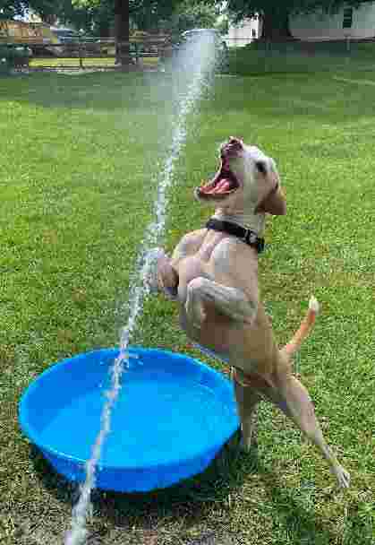 Image of Private Dog Playground by Appointment ONLY park in Greensboro, North Carolina, United States Image of Private Dog Playground by Appointment ONLY park in greensboro, north-carolina, united-states
