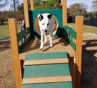 Image of NOLA City Bark park in New Orleans, Louisiana, United States Image of NOLA City Bark park in new-orleans, louisiana, united-states