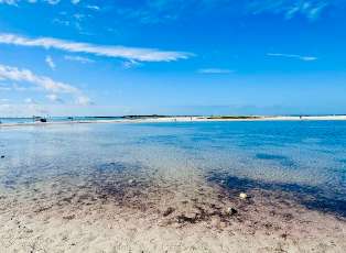 Image of Honeymoon Island State Park Pet Beach park in Dunedin, Florida, United States Image of Honeymoon Island State Park Pet Beach park in dunedin, florida, united-states