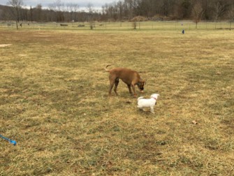 Image of Ferguson Dog Park park in Bloomington, California, United States Image of Ferguson Dog Park park in bloomington, california, united-states