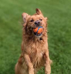Image of Bronxville Dog Park park in Bronxville, New York, United States Image of Bronxville Dog Park park in bronxville, new-york, united-states