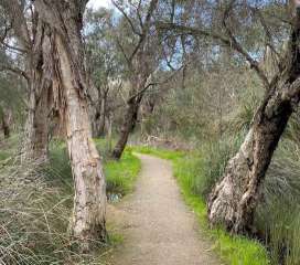 Image of Watson Reserve park in Eaton, Western Australia, Australia Image of Watson Reserve park in eaton, western-australia, australia