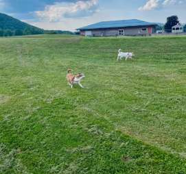Image of Conklin "Raceway" Dog Park park in Conklin, New York, United States Image of Conklin "Raceway" Dog Park park in conklin, new-york, united-states