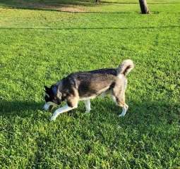 Image of Quail Run dog park park in Mesa, Arizona, United States Image of Quail Run dog park park in mesa, arizona, united-states