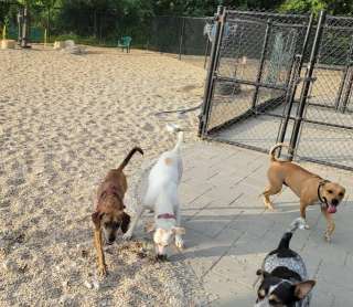 Image of Billerica Dog Park park in Billerica, Massachusetts, United States Image of Billerica Dog Park park in billerica, massachusetts, united-states