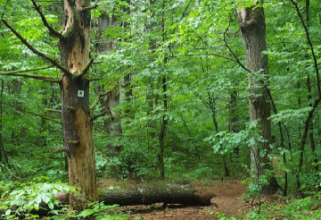 Image of Rowland Hollow Creek Preserve park in Saratoga Springs, New York, United States Image of Rowland Hollow Creek Preserve park in saratoga-springs, new-york, united-states