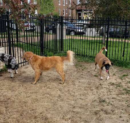 Image of Forest Park Southeast Dog Park park in St. Louis, Michigan, United States Image of Forest Park Southeast Dog Park park in st-louis, michigan, united-states