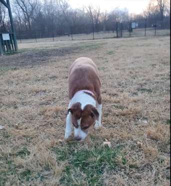 Image of Pacific Community Dog Park park in Pacific, Missouri, United States Image of Pacific Community Dog Park park in pacific, missouri, united-states