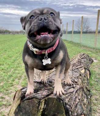 Image of Driffield Dog Field park in Driffield, England, United Kingdom Image of Driffield Dog Field park in driffield, england, united-kingdom