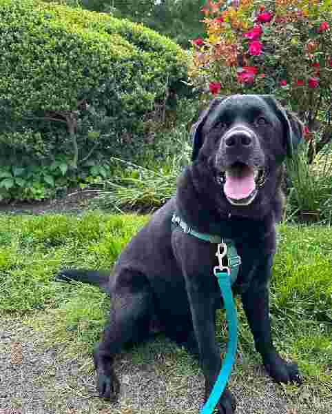 Image of Pet Fit Dog Walking park in Ellicott City, Maryland, United States Image of Pet Fit Dog Walking park in ellicott-city, maryland, united-states