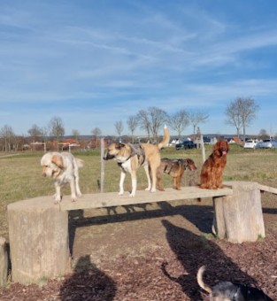 Image of Hundefreilauf Borchen park in Borchen, Nordrhein-Westfalen, Germany Image of Hundefreilauf Borchen park in borchen, nordrhein-westfalen, germany