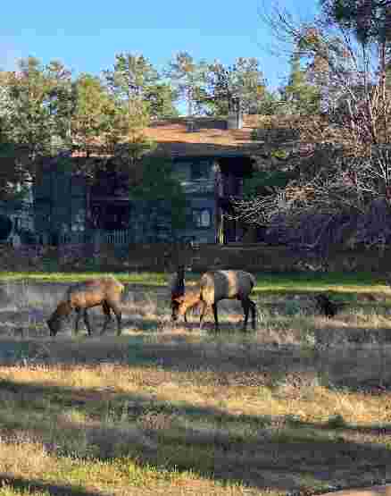 Image of Rumsey Park Dog Park park in Payson, Arizona, United States Image of Rumsey Park Dog Park park in payson, arizona, united-states