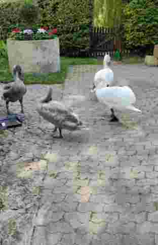 Image of Ewaldibach Teich park in Munster, Hessen, Germany Image of Ewaldibach Teich park in munster, hessen, germany