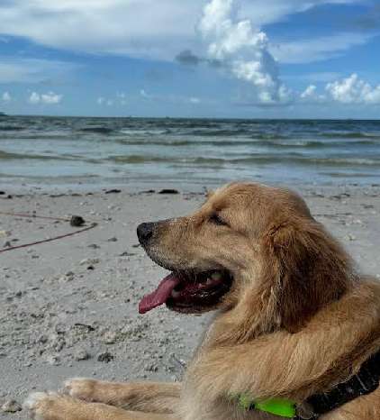 Image of Honeymoon Island State Park Pet Beach park in Dunedin, Florida, United States Image of Honeymoon Island State Park Pet Beach park in Dunedin, Florida, United States