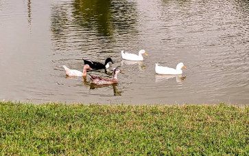 Image of Springfield Gardens walking park park in Panama City, Florida, United States Image of Springfield Gardens walking park park in panama-city, florida, united-states