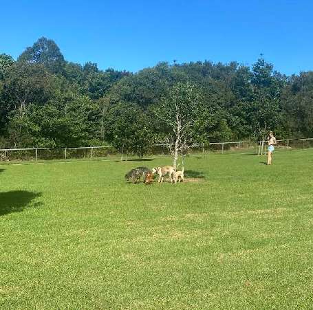 Image of Leash-Free Area for Dogs park in Tamborine Mountain, Queensland, Australia Image of Leash-Free Area for Dogs park in tamborine-mountain, queensland, australia