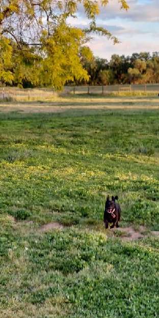 Image of Gibson Ranch Dog Park park in Elverta, California, United States Image of Gibson Ranch Dog Park park in elverta, california, united-states