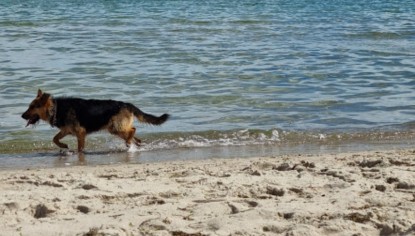 Timmendorfer Strand Dog Friendly Activities: Unleash Fun