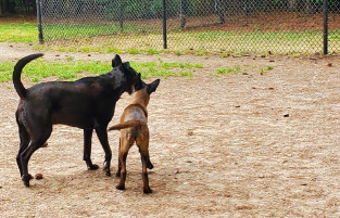 Image of Swaney Pointe K-9 Park park in Cornelius, North Carolina, United States Image of Swaney Pointe K-9 Park park in cornelius, north-carolina, united-states