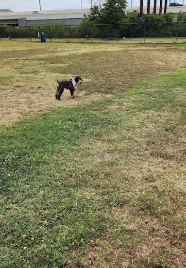 Image of Chattanooga Chew Chew Canine Park park in Chattanooga, Tennessee, United States Image of Chattanooga Chew Chew Canine Park park in Chattanooga, Tennessee, United States