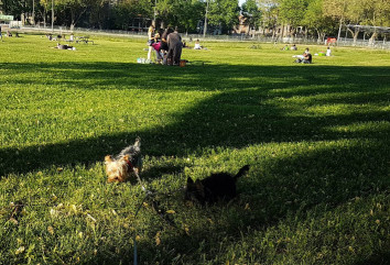 Image of Jeanne-Mance dog park park in Montreal, Quebec, Canada Image of Jeanne-Mance dog park park in montreal, quebec, canada