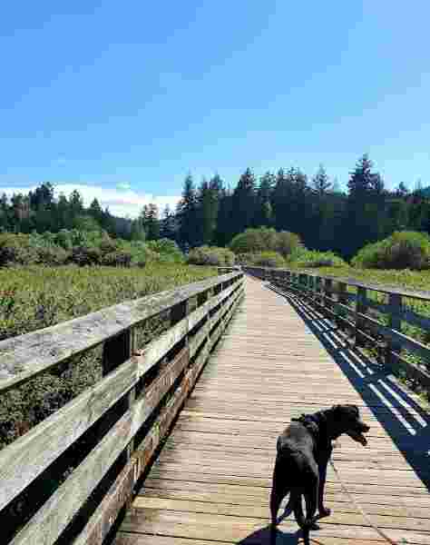 Image of Langford Lake Beach Park park in Langford, British Columbia, Canada Image of Langford Lake Beach Park park in langford, british-columbia, canada