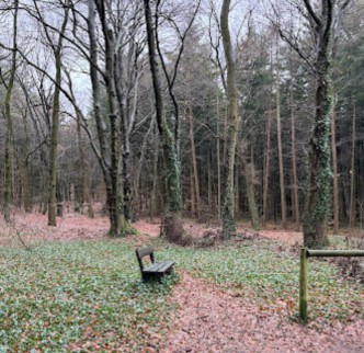 Image of Wingster Wald park in Wingst, Lower Saxony, Germany Image of Wingster Wald park in wingst, lower-saxony, germany
