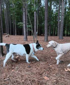 Image of Morrisville Dog Park park in Morrisville, North Carolina, United States Image of Morrisville Dog Park park in morrisville, north-carolina, united-states