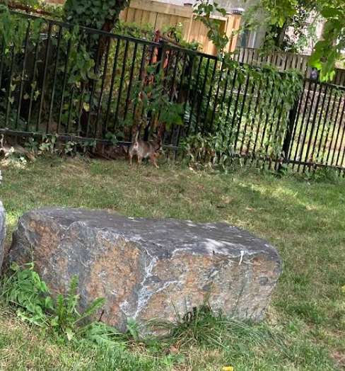 Image of CenterWest Community Dog Park park in baltimore, maryland, united-states