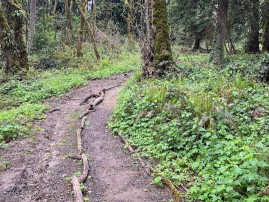 Image of Cougar Creek Woods Community Park park in Vancouver, Washington, United States Image of Cougar Creek Woods Community Park park in vancouver, washington, united-states