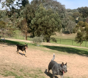 Image of Malcolm Blair Reserve Fenced Dog Park park in Greensborough, Victoria, Australia Image of Malcolm Blair Reserve Fenced Dog Park park in greensborough, victoria, australia