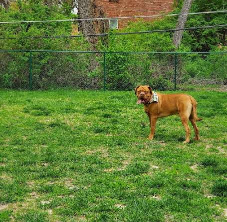 Image of Wayside Park Unleashed Dog Park (membership only) park in St. Louis, Michigan, United States Image of Wayside Park Unleashed Dog Park (membership only) park in st-louis, michigan, united-states
