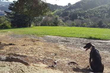 Image of Woof Woof Ruf Newton park in Wellington, Wellington, New Zealand Image of Woof Woof Ruf Newton park in wellington, wellington, new-zealand