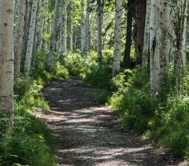 Image of Chena River Nature Trail park in North Pole, Alaska, United States Image of Chena River Nature Trail park in north-pole, alaska, united-states