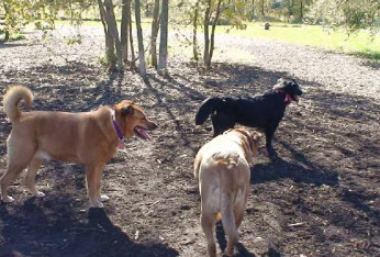 Image of Rover's Run Dog Park (Membership required) park in Homewood, Alabama, United States Image of Rover's Run Dog Park (Membership required) park in homewood, alabama, united-states