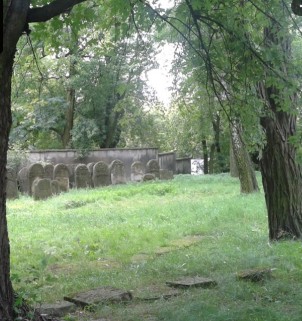 Image of Dąb Szypułkowy Pomnik Przyrody park in Ostrowiec Swietokrzyski, Swietokrzyskie, Poland Image of Dąb Szypułkowy Pomnik Przyrody park in ostrowiec-swietokrzyski, swietokrzyskie, poland