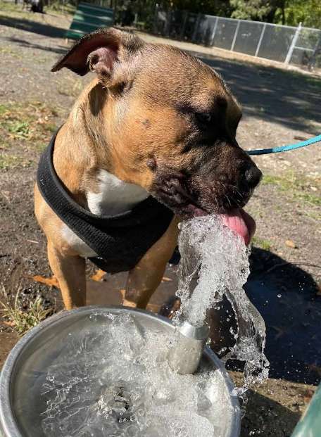 Image of Watsessing Dog Park park in Bloomfield, Connecticut, United States Image of Watsessing Dog Park park in Bloomfield, Connecticut, United States