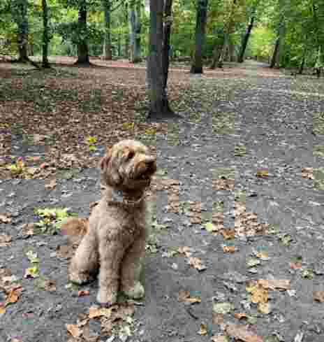 Image of Hundeauslaufgebiet Spandau, Hakenfelde - Schönwalder Allee park in Berlin, Berlin, Germany Image of Hundeauslaufgebiet Spandau, Hakenfelde - Schönwalder Allee park in berlin, berlin, germany