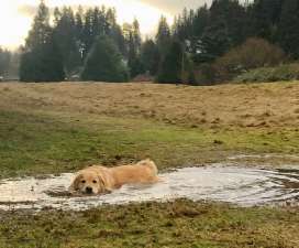 Image of Wayne Park Bothell park in Bothell, Washington, United States Image of Wayne Park Bothell park in bothell, washington, united-states