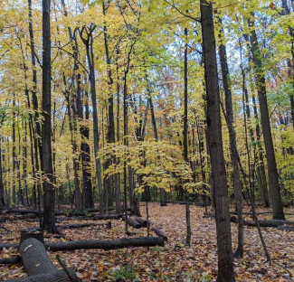 Image of Bechtel Park park in Waterloo, Ontario, Canada Image of Bechtel Park park in waterloo, ontario, canada